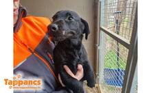 ZENTE2, Hund, Mischlingshund in Ungarn - Bild 1