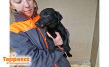 ZENTE2, Hund, Mischlingshund in Ungarn - Bild 2