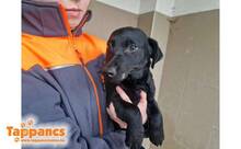 ZENTE2, Hund, Mischlingshund in Ungarn - Bild 3
