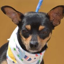 MACA, Hund, Zwergpinscher-Mix in Spanien