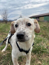 SEV, Hund, Mischlingshund in Rumänien - Bild 1