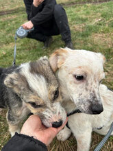 SEV, Hund, Mischlingshund in Rumänien - Bild 3