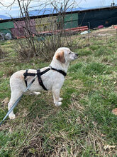 SEV, Hund, Mischlingshund in Rumänien - Bild 5