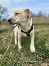SEV, Hund, Mischlingshund in Rumänien - Bild 6