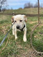 SEV, Hund, Mischlingshund in Rumänien - Bild 7