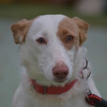 ALMENDRA, Hund, Podenco in Spanien - Bild 1