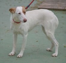 ALMENDRA, Hund, Podenco in Spanien - Bild 2