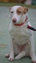 ALMENDRA, Hund, Podenco in Spanien - Bild 3