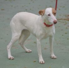 ALMENDRA, Hund, Podenco in Spanien - Bild 4
