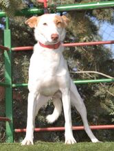 ALMENDRA, Hund, Podenco in Spanien - Bild 5