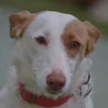 ALMENDRA, Hund, Podenco in Spanien - Bild 6