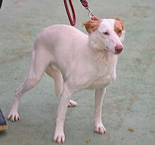 ALMENDRA, Hund, Podenco in Spanien - Bild 7