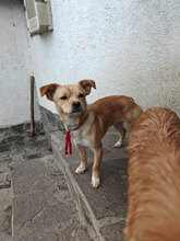 DAISY, Hund, Mischlingshund in Rumänien - Bild 2