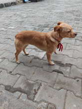 DAISY, Hund, Mischlingshund in Rumänien - Bild 3