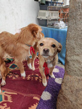 DAISY, Hund, Mischlingshund in Rumänien - Bild 4