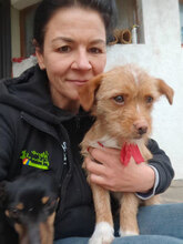 DAISY, Hund, Mischlingshund in Rumänien - Bild 5