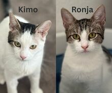 KIMO, Katze, Europäisch Kurzhaar in Reichenbach - Bild 1