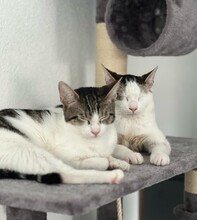 KIMO, Katze, Europäisch Kurzhaar in Reichenbach - Bild 2