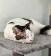 KIMO, Katze, Europäisch Kurzhaar in Reichenbach - Bild 3