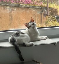 KIMO, Katze, Europäisch Kurzhaar in Reichenbach - Bild 5