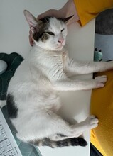 KIMO, Katze, Europäisch Kurzhaar in Reichenbach - Bild 6