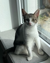 RONJA, Katze, Europäisch Kurzhaar in Reichenbach - Bild 3