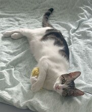RONJA, Katze, Europäisch Kurzhaar in Reichenbach - Bild 4