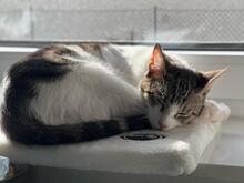 RONJA, Katze, Europäisch Kurzhaar in Reichenbach - Bild 5