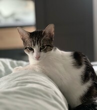 RONJA, Katze, Europäisch Kurzhaar in Reichenbach - Bild 6