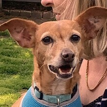 SILVANA, Hund, Mischlingshund in Grefrath