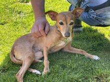 SILVANA, Hund, Mischlingshund in Grefrath - Bild 2