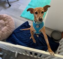 SILVANA, Hund, Mischlingshund in Grefrath - Bild 4