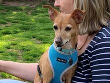 SILVANA, Hund, Mischlingshund in Grefrath - Bild 5