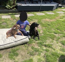 SILVANA, Hund, Mischlingshund in Grefrath - Bild 8