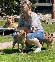 SILVANA, Hund, Mischlingshund in Grefrath - Bild 9