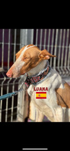 LUANA, Hund, Podenco Ibicenco in Spanien