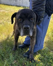 PAUL, Hund, Cane Corso in Italien