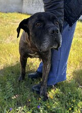 PAUL, Hund, Cane Corso in Italien - Bild 10