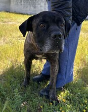 PAUL, Hund, Cane Corso in Italien - Bild 11