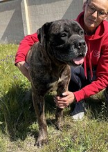 PAUL, Hund, Cane Corso in Italien - Bild 2