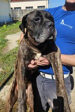 PAUL, Hund, Cane Corso in Italien - Bild 3