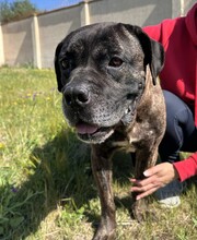 PAUL, Hund, Cane Corso in Italien - Bild 4