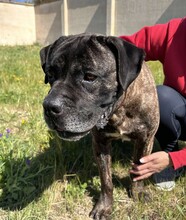PAUL, Hund, Cane Corso in Italien - Bild 5