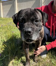 PAUL, Hund, Cane Corso in Italien - Bild 6