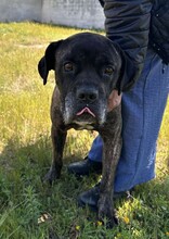 PAUL, Hund, Cane Corso in Italien - Bild 7