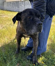 PAUL, Hund, Cane Corso in Italien - Bild 8