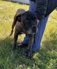 PAUL, Hund, Cane Corso in Italien - Bild 9