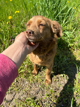 HILA, Hund, Mischlingshund in Rumänien - Bild 1