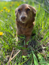 HILA, Hund, Mischlingshund in Rumänien - Bild 2