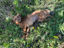 HILA, Hund, Mischlingshund in Rumänien - Bild 3